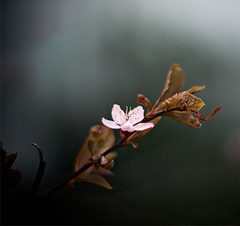 在线电话轰炸测试