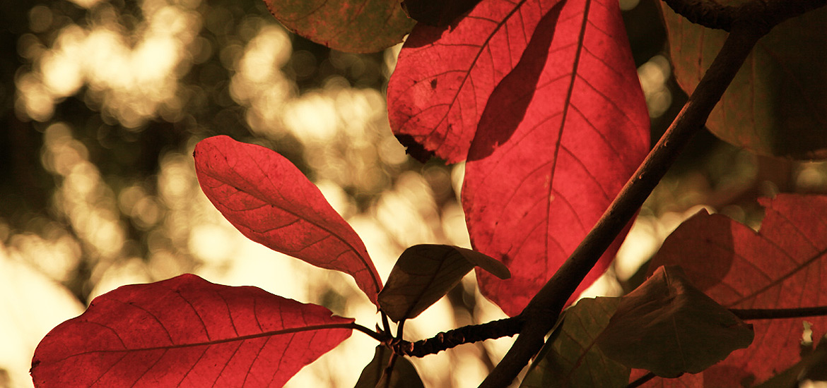 轰炸电话网页版